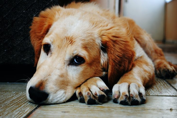 De ce apare parvoviroza la câini și cât este de periculoasă?