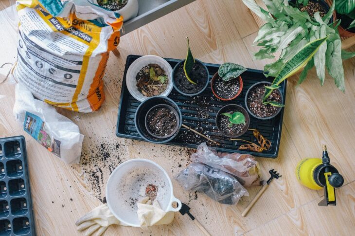 Plante aromatice în fereastră: Cum să-ți faci propria grădină în interior