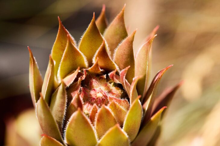 Cum să-ți înfrumusețezi casa cu plante succulente: tendințe în grădinăritul de interior